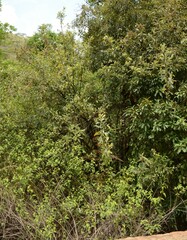 Brachylaena transvaalensis