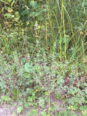 Euphrasia hudsoniana