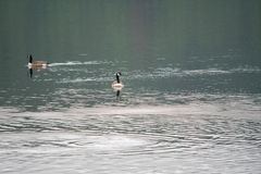 Branta canadensis maxima