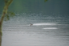 Poliocephalus rufopectus