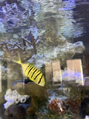 Gnathanodon