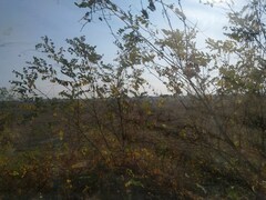 Robinia pseudoacacia