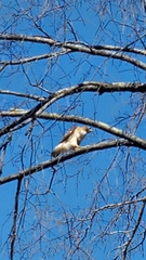 Buteo jamaicensis