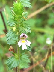 Euphrasia hudsoniana