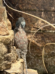 Agama aculeata distanti