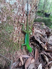 Enyalius