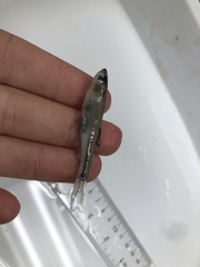 Lythrurus umbratilis