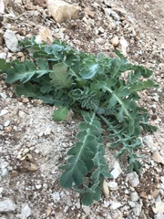 Glaucium flavum