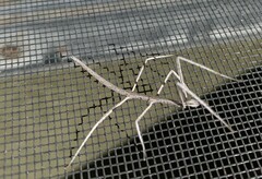 Parabacillus hesperus