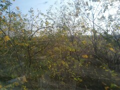 Robinia pseudoacacia