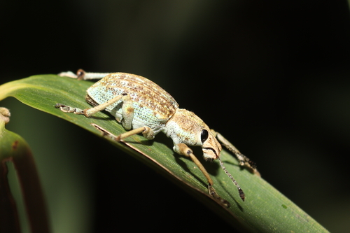 Rhigus faldermanni