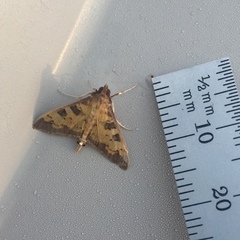 Diacme elealis