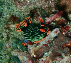 Nembrotha kubaryana