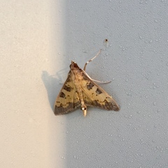 Diacme elealis