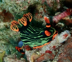 Nembrotha kubaryana