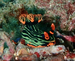 Nembrotha kubaryana