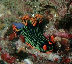 Nembrotha kubaryana