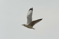 Chroicocephalus brunnicephalus