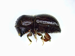 Anisandrus obesus