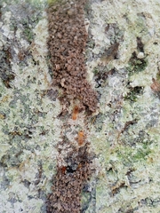 Orthognathotermes