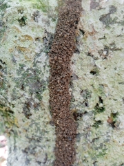 Orthognathotermes