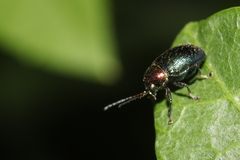 Eumolpinae