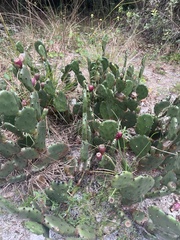 Opuntia humifusa
