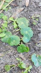 Hydrocotyle bonariensis