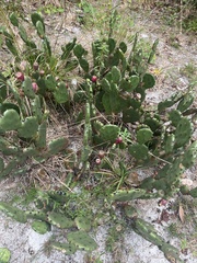 Opuntia humifusa