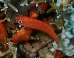 Paracheilinus paineorum