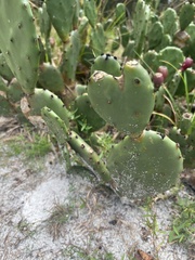 Opuntia humifusa