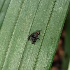 Platystoma seminationis