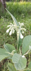 Solanum erianthum