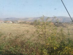 Robinia pseudoacacia