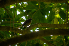 Rhipidura fuliginosa