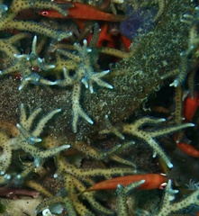 Paracheilinus paineorum