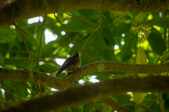 Rhipidura fuliginosa