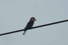 Coracias benghalensis