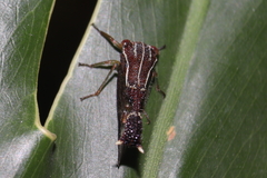 Heteronotus