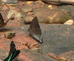 Polygrapha xenocrates