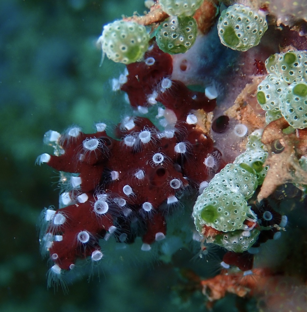 crown jellyfish
