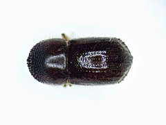 Anisandrus obesus