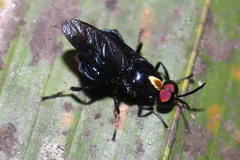 Cyphomyia