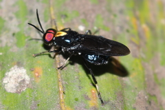 Cyphomyia