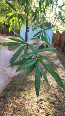 Quercus phellos