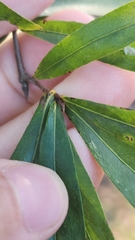 Quercus phellos