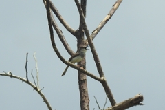 Prinia hodgsonii