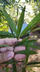 Quercus phellos