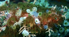 Acrozoanthus australiae