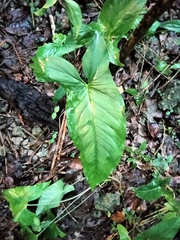 Syngonium